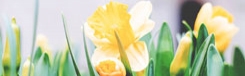 flowers-tim-gouw
